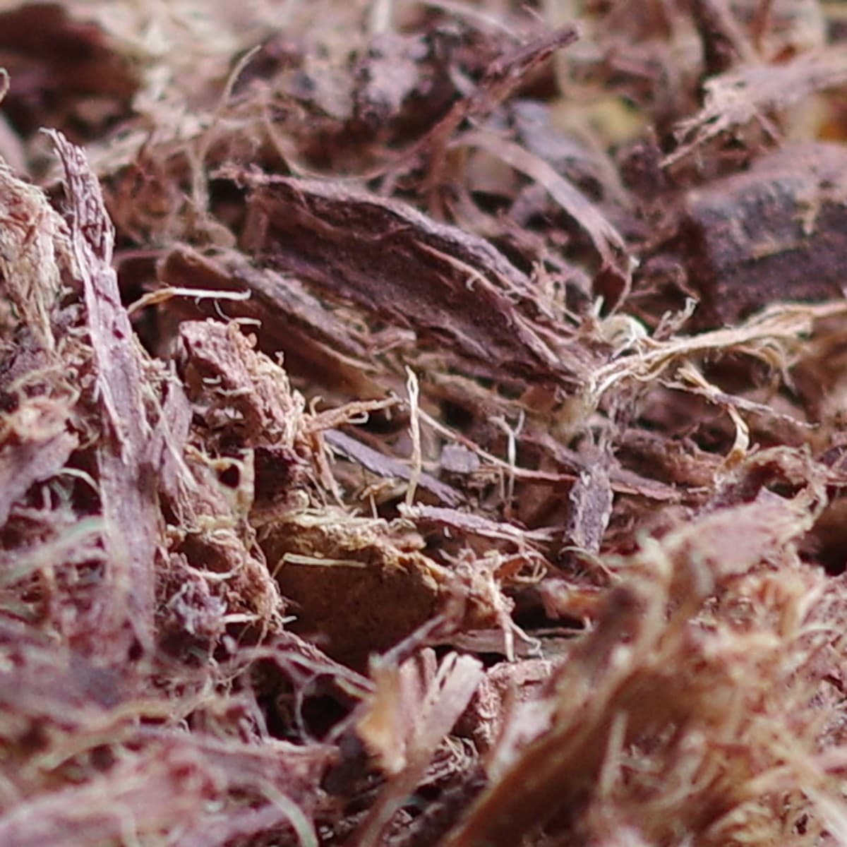 High-Quality Cutch Dye for Sale – Natural Brown Dye