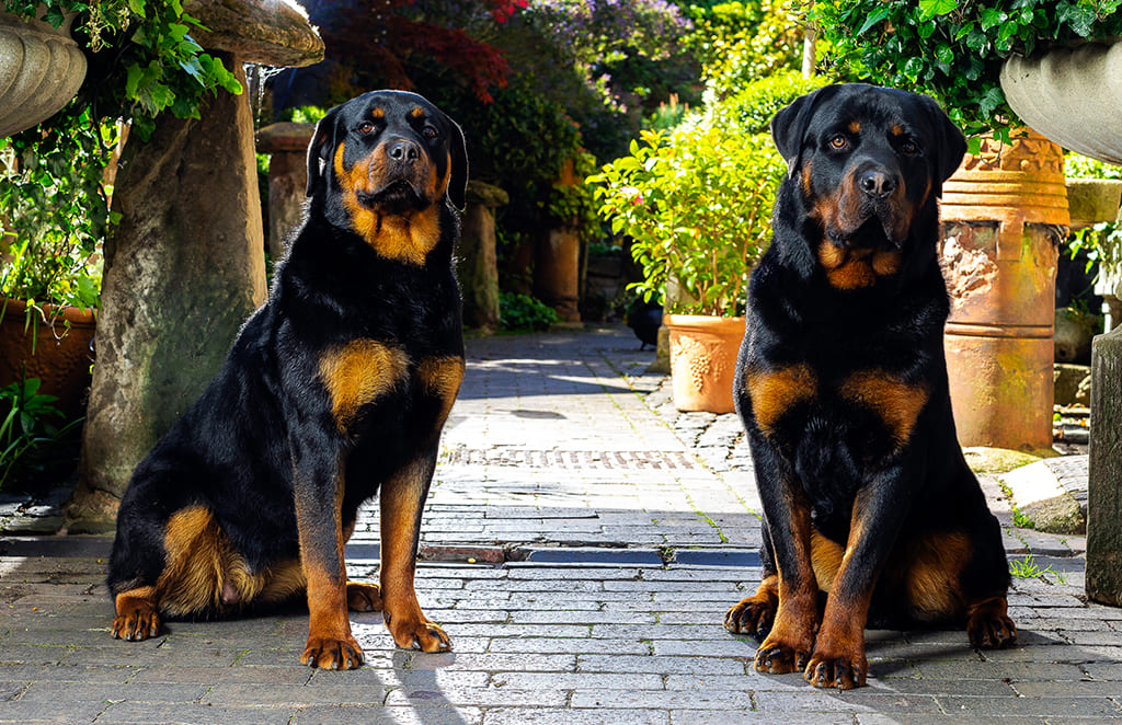 Strong On-Site Deterrence Using Security Dog Services West Bromwich