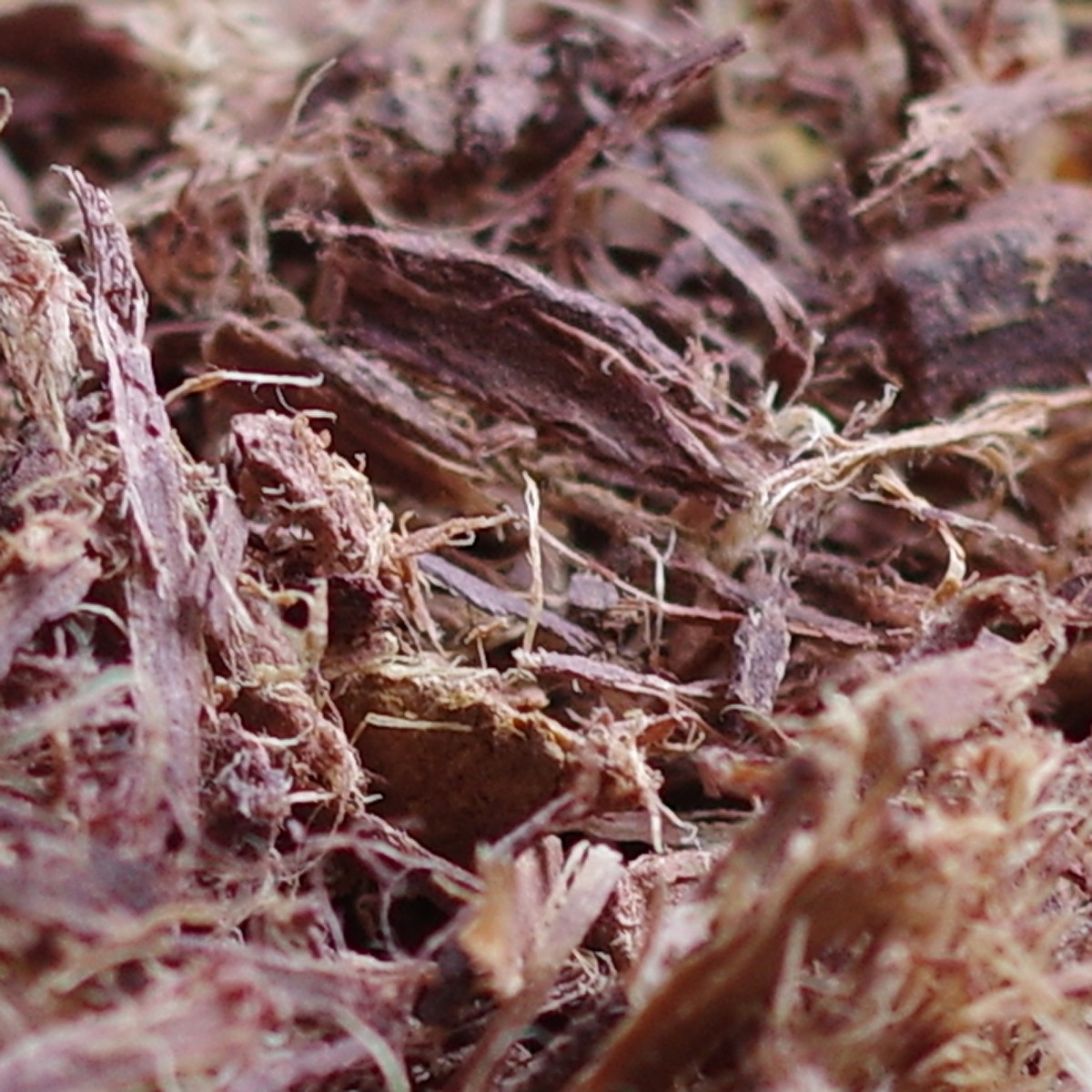 High-Quality Cutch Dye for Sale – Natural Brown Dye