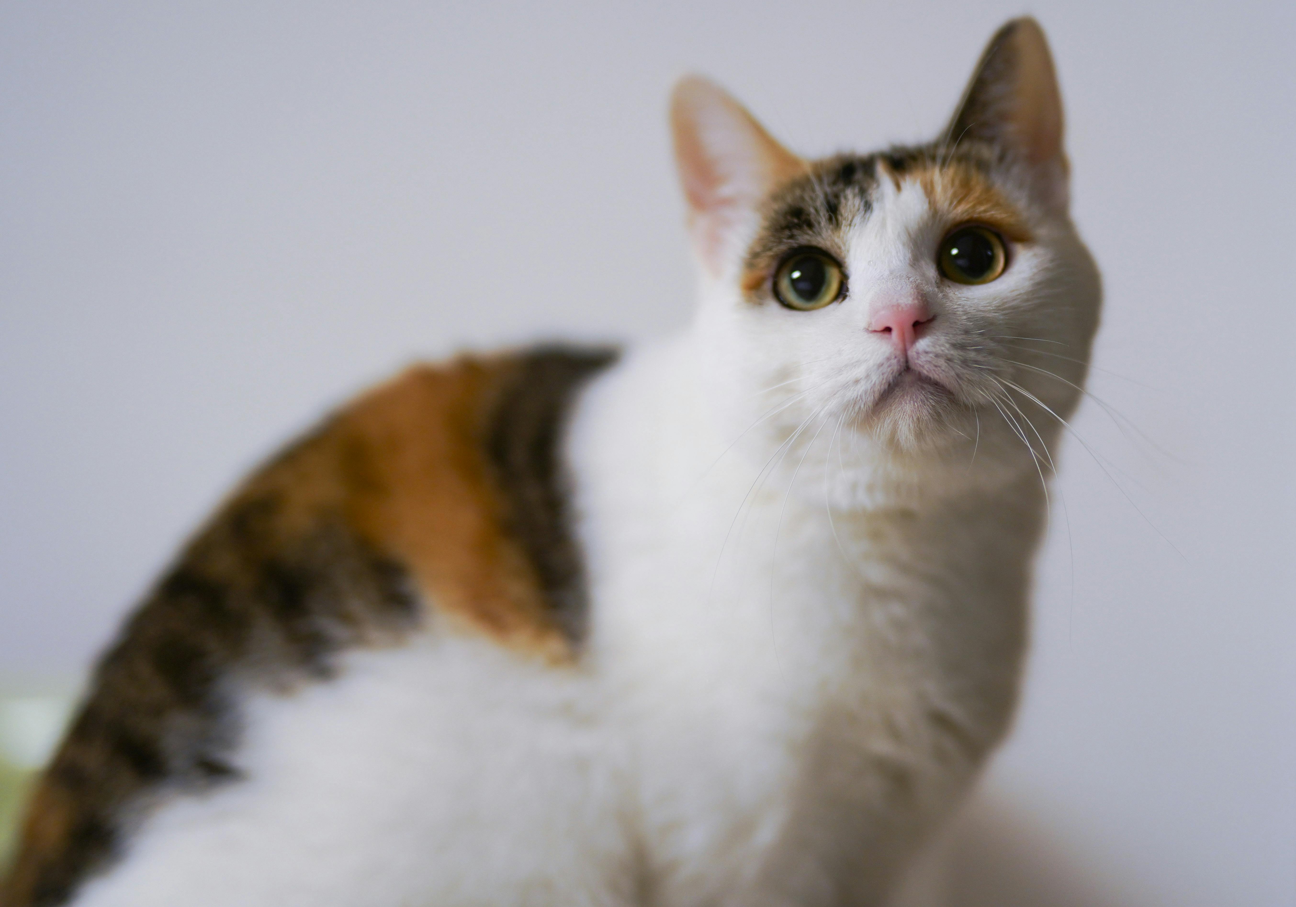 Registered Coon Cats for Sale in California for Loving Pet Homes